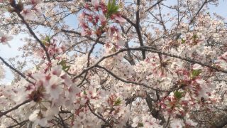 コンパクトになる折りたたみ式バーベキューコンロは焚き火台を選ぼう
