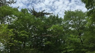 阪神間からすぐ!兵庫・大阪のお気に入りキャンプ場おすすめ5選